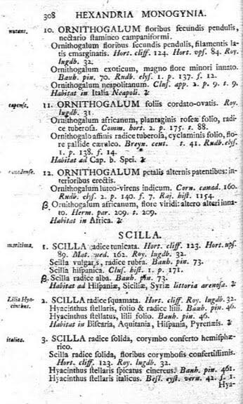 Scilla